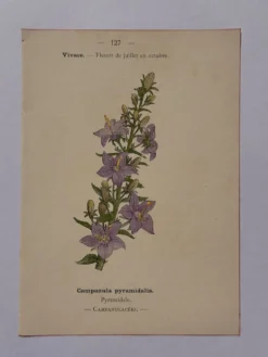 Gravure botanique 19eme siècle affiche naturaliste fleur Française vin
