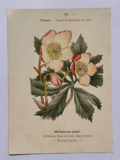 Gravure botanique 19eme siècle affiche naturaliste fleur Française vin