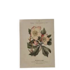 Gravure botanique 19eme siècle affiche naturaliste fleur Française vin