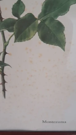 Gravure botanique encadrée — Rose Montezuma par Lotte Günthart, 1976