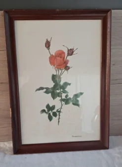 Gravure botanique encadrée — Rose Montezuma par Lotte Günthart, 1976