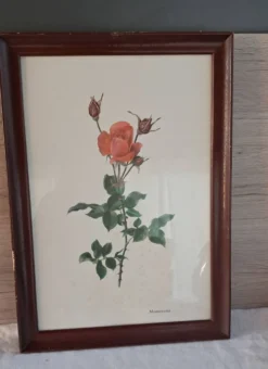 Gravure botanique encadrée — Rose Montezuma par Lotte Günthart, 1976
