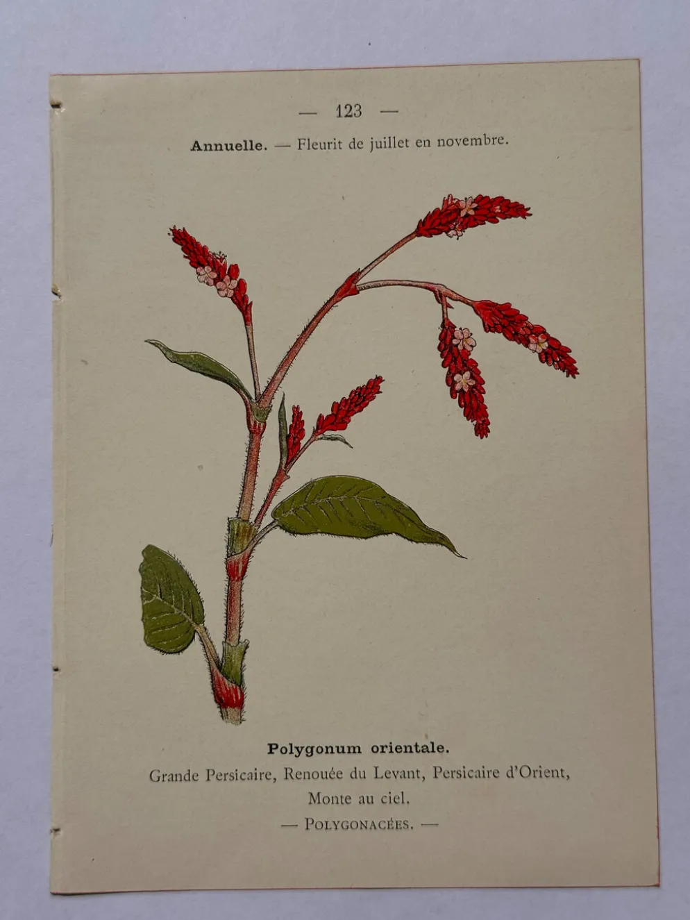 Gravure botanique 1800 Litho Naturaliste Fleur Française 19eme affiche
