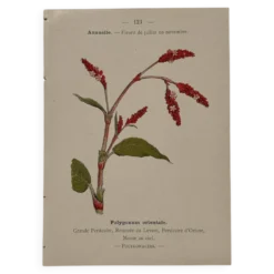 Gravure botanique 1800 Litho Naturaliste Fleur Française 19eme affiche
