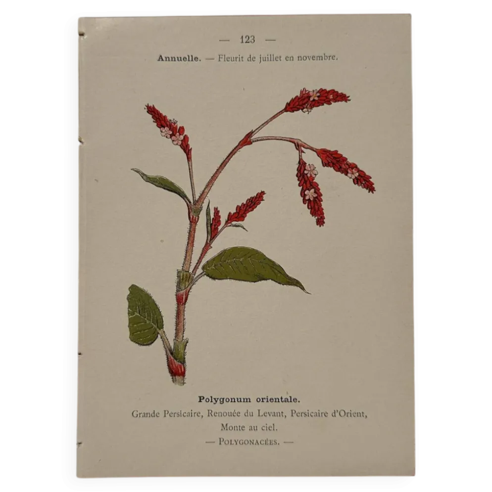 Gravure botanique 1800 Litho Naturaliste Fleur Française 19eme affiche