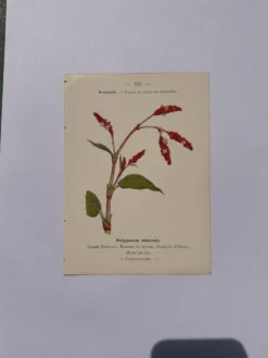 Gravure botanique 1800 Litho Naturaliste Fleur Française 19eme affiche