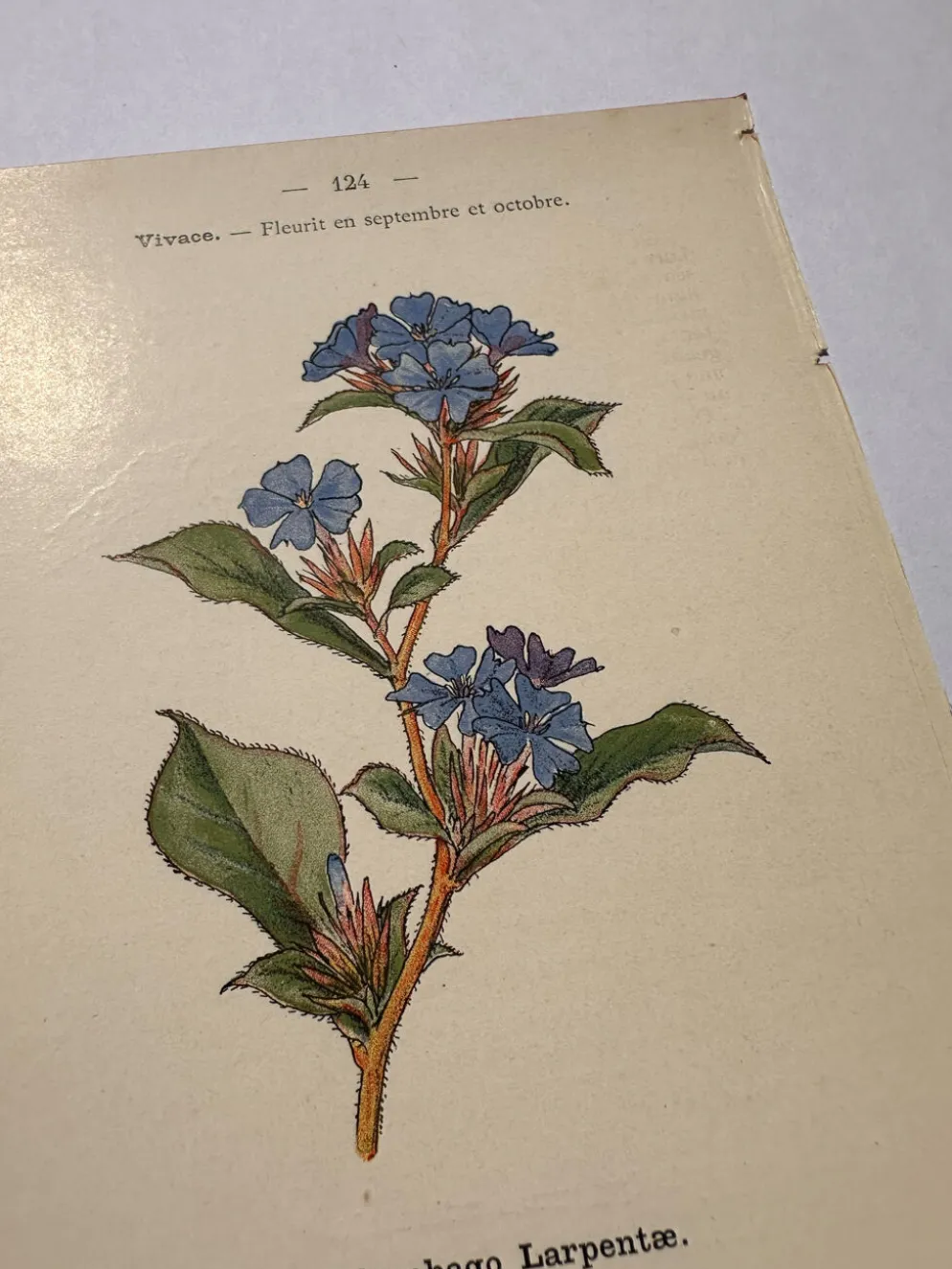Gravure botanique 1800 Litho Naturaliste Fleur Française 19eme affiche
