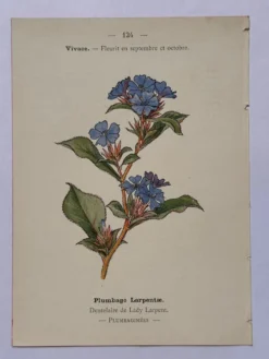 Gravure botanique 1800 Litho Naturaliste Fleur Française 19eme affiche
