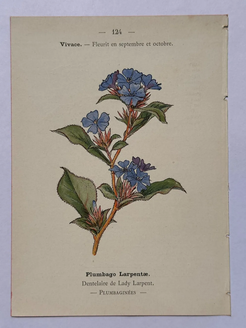 Gravure botanique 1800 Litho Naturaliste Fleur Française 19eme affiche
