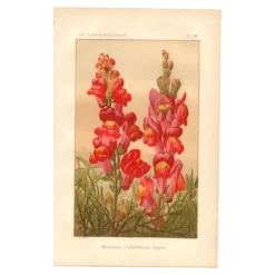 Gravure botanique - 1889 - Muflier - Illustration ancienne de fleur rouge