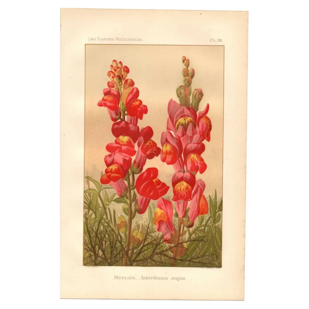 Gravure botanique - 1889 - Muflier - Illustration ancienne de fleur rouge