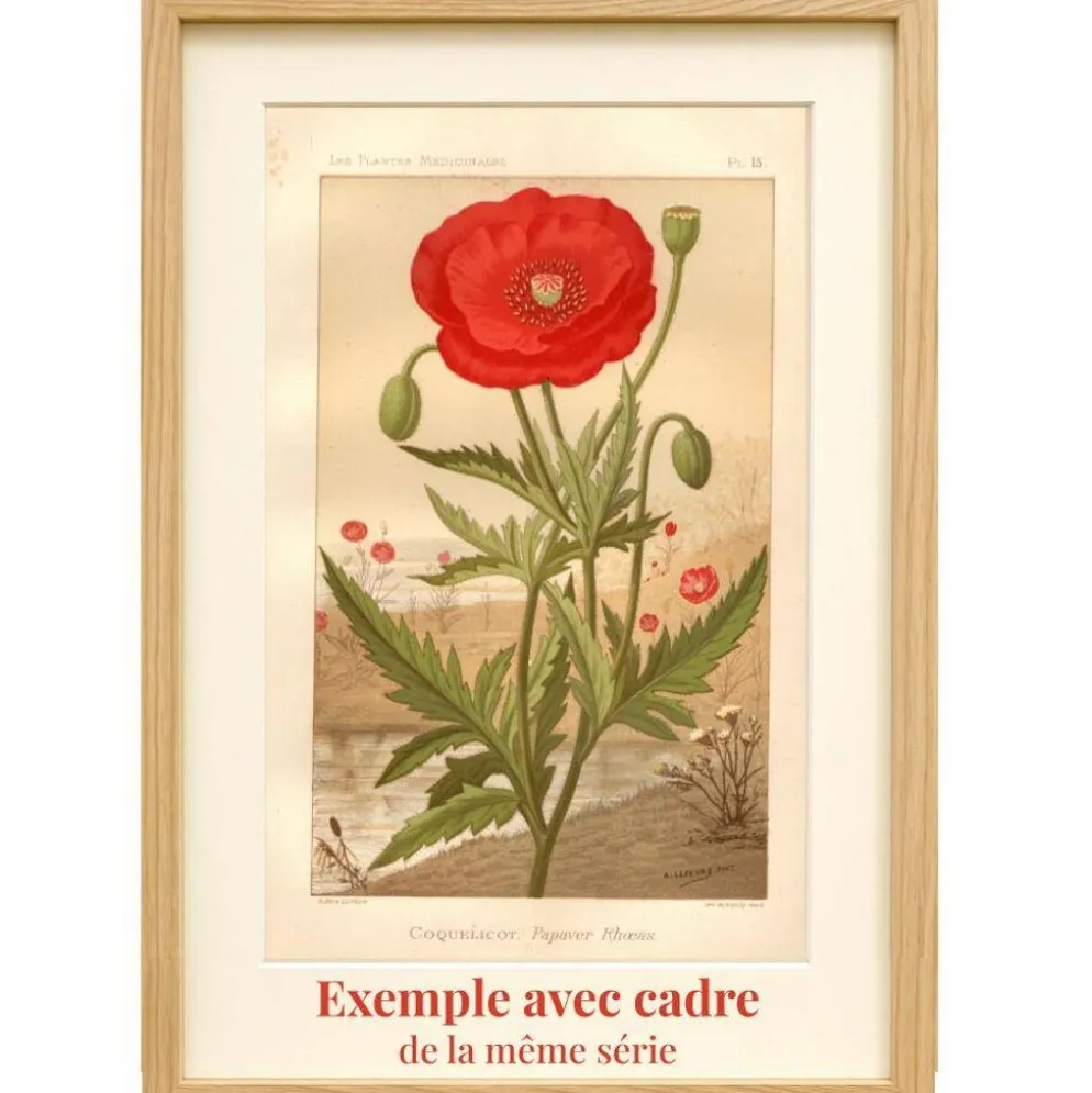 Gravure botanique - 1889 - Muflier - Illustration ancienne de fleur rouge