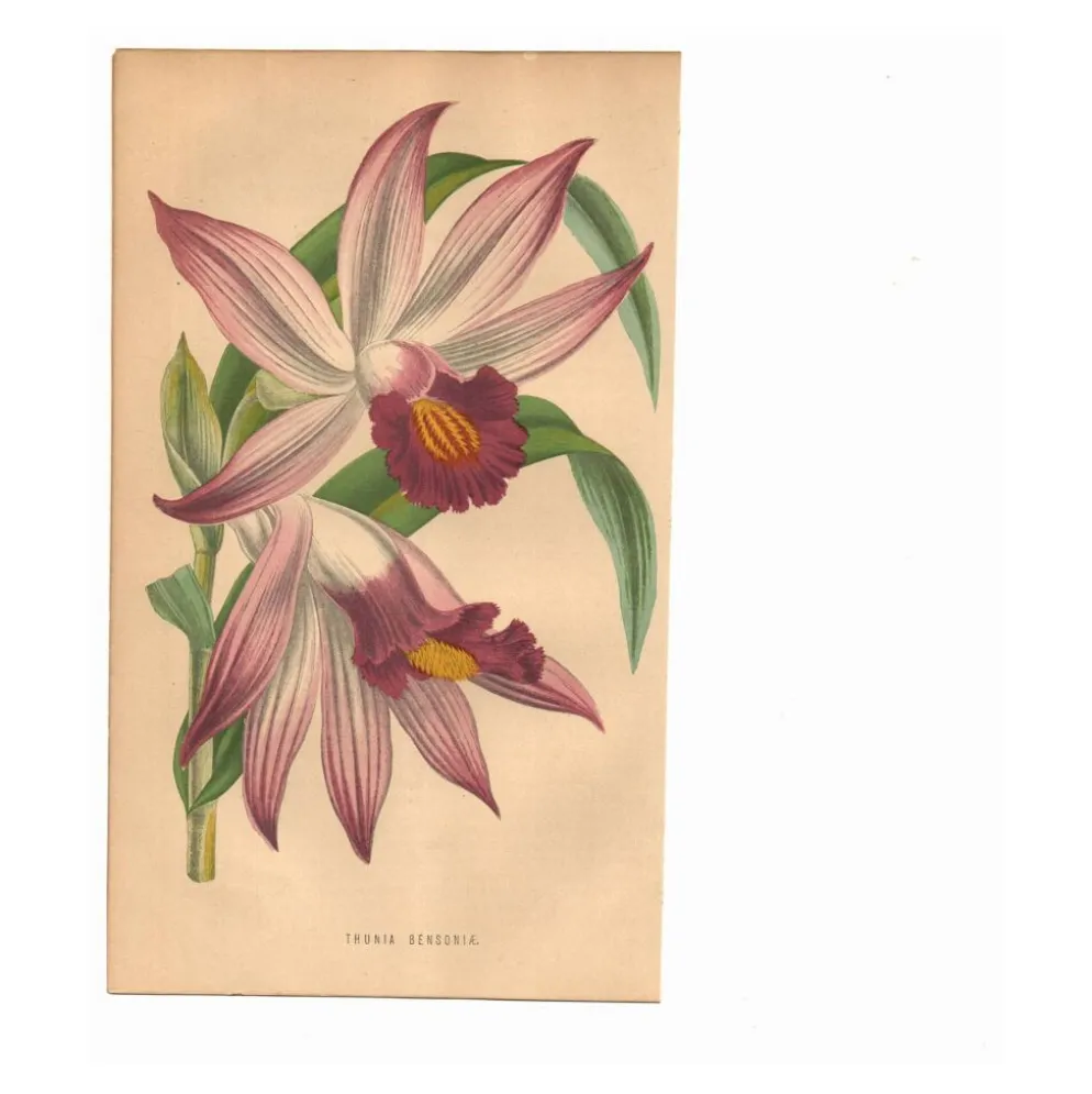 Gravure Botanique 1871 - Orchidée Thunia - Fleur, Lithographie ancienne