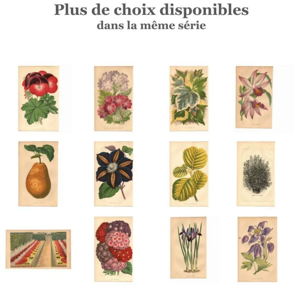 Gravure Botanique 1871 - Orchidée Thunia - Fleur, Lithographie ancienne