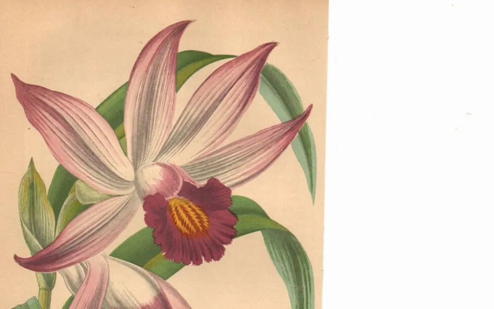 Gravure Botanique 1871 - Orchidée Thunia - Fleur, Lithographie ancienne