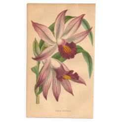 Gravure Botanique 1871 - Orchidée Thunia - Fleur, Lithographie ancienne