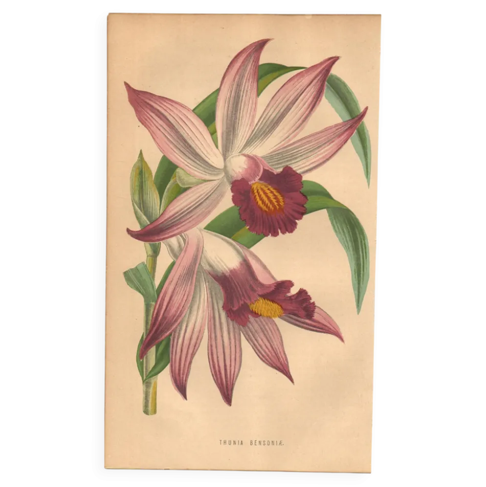 Gravure Botanique 1871 - Orchidée Thunia - Fleur, Lithographie ancienne