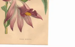 Gravure Botanique 1871 - Orchidée Thunia - Fleur, Lithographie ancienne