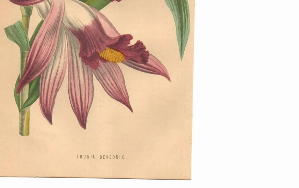 Gravure Botanique 1871 - Orchidée Thunia - Fleur, Lithographie ancienne