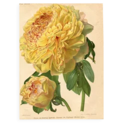 Gravure Botanique 1911 - Pivoine jaune par A. Millot - Fleur, Lithographie