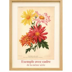Gravure Botanique 1911 - Pivoine jaune par A. Millot - Fleur, Lithographie
