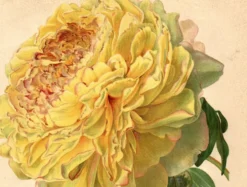 Gravure Botanique 1911 - Pivoine jaune par A. Millot - Fleur, Lithographie