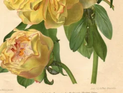 Gravure Botanique 1911 - Pivoine jaune par A. Millot - Fleur, Lithographie
