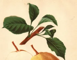 Gravure Botanique 1911 - Poire de Beaupry par Guillot