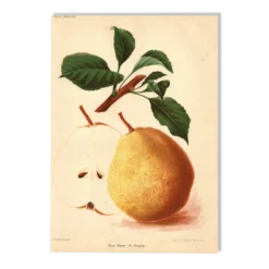Gravure Botanique 1911 - Poire de Beaupry par Guillot