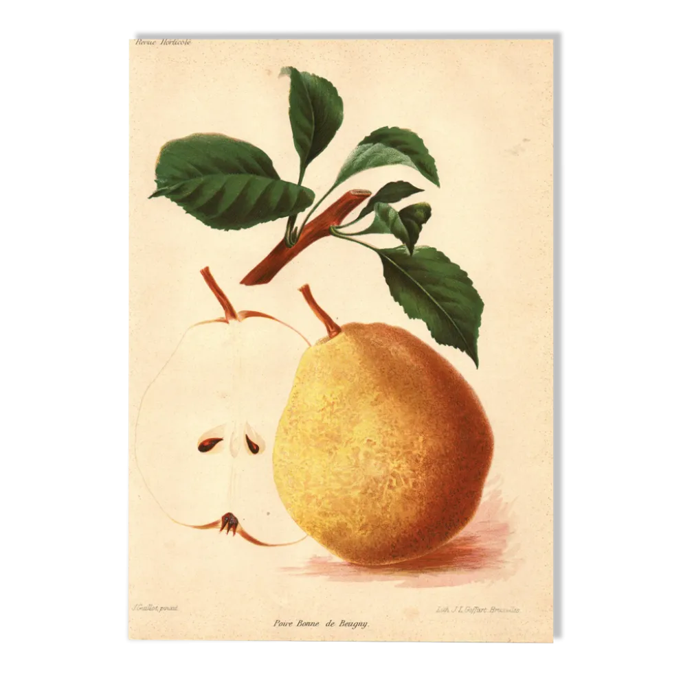 Gravure Botanique 1911 - Poire de Beaupry par Guillot