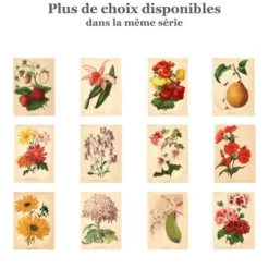 Gravure Botanique 1911 - Poire de Beaupry par Guillot
