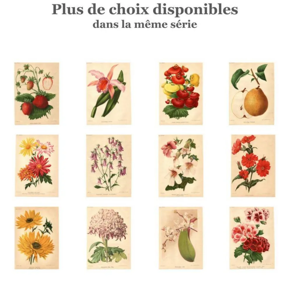Gravure Botanique 1911 - Poire de Beaupry par Guillot