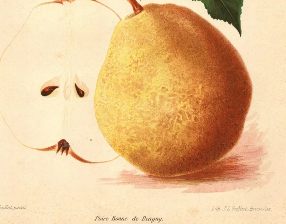 Gravure Botanique 1911 - Poire de Beaupry par Guillot