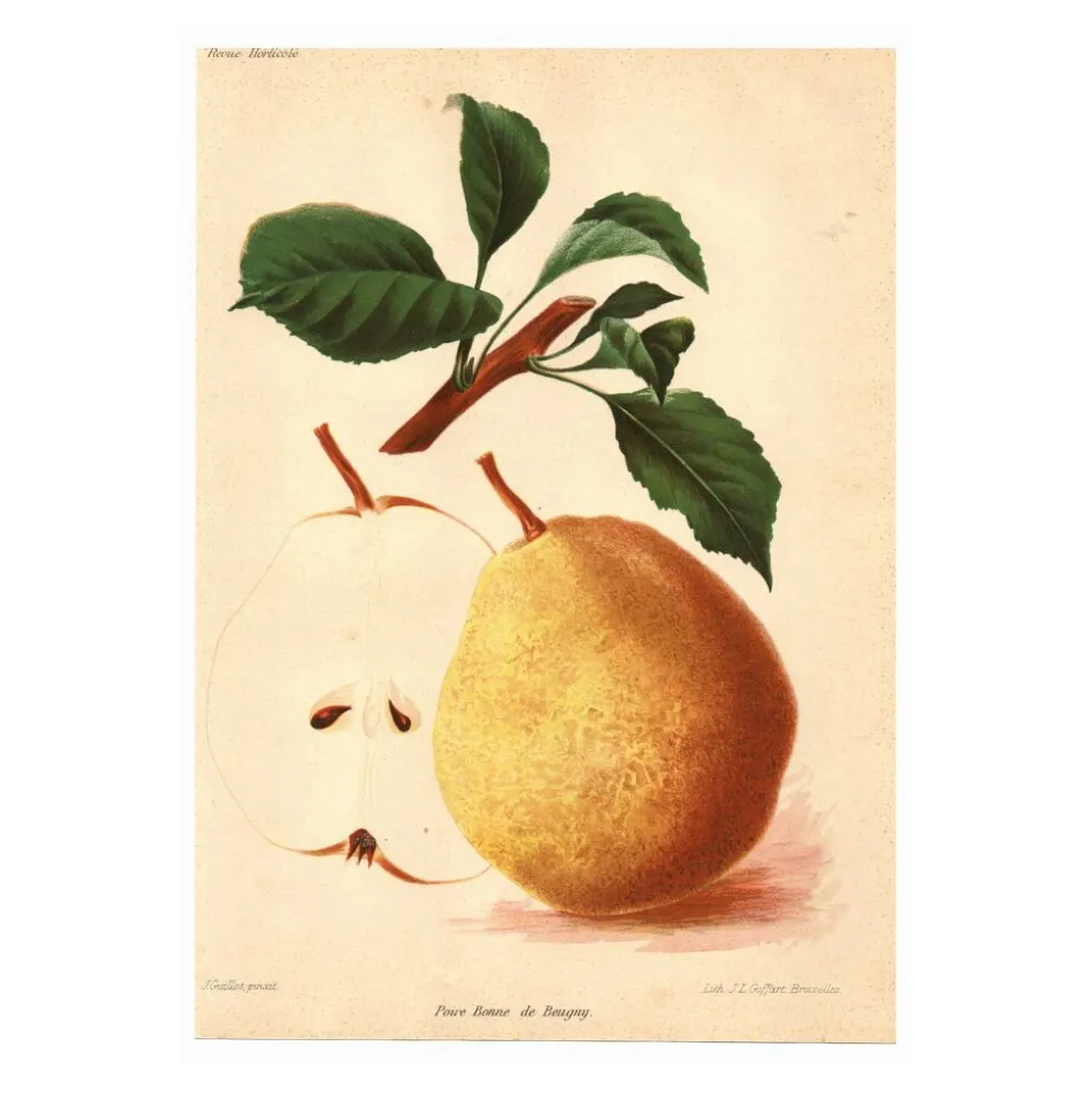 Gravure Botanique 1911 - Poire de Beaupry par Guillot