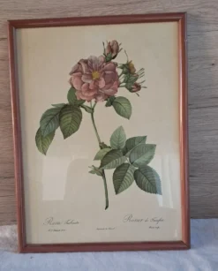 Gravure botanique Rosa Turbinata d'après Redouté — Cadre bois vintage