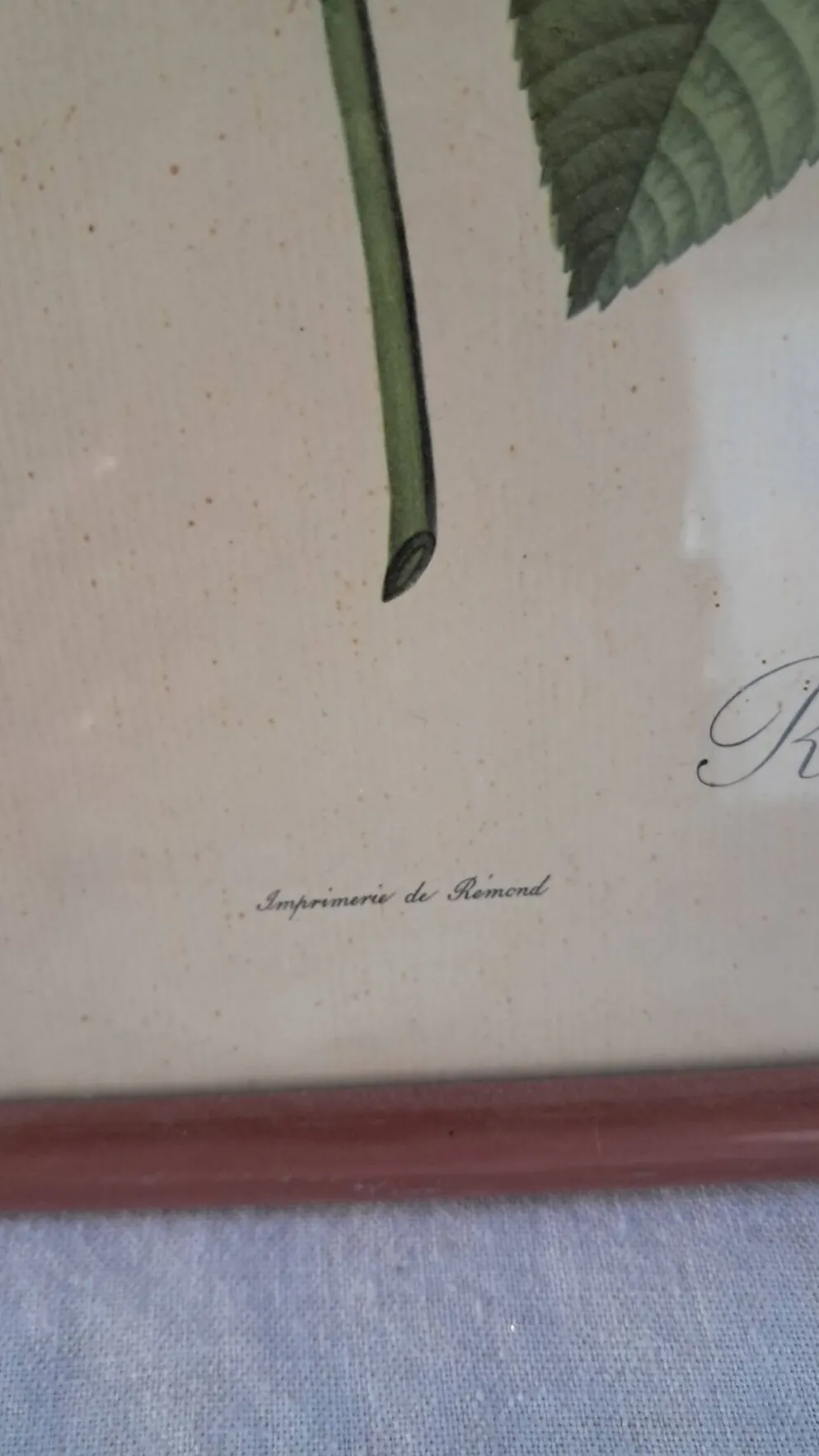 Gravure botanique Rosa Turbinata d'après Redouté — Cadre bois vintage