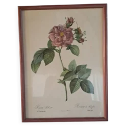 Gravure botanique Rosa Turbinata d'après Redouté — Cadre bois vintage