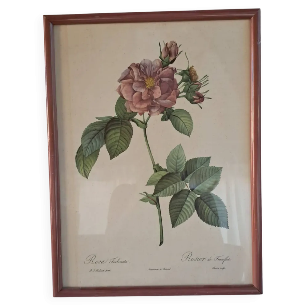 Gravure botanique Rosa Turbinata d'après Redouté — Cadre bois vintage