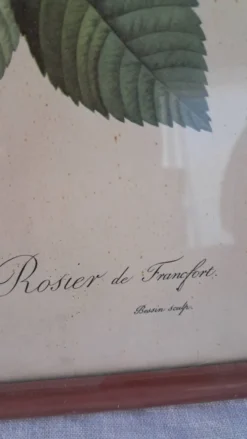 Gravure botanique Rosa Turbinata d'après Redouté — Cadre bois vintage