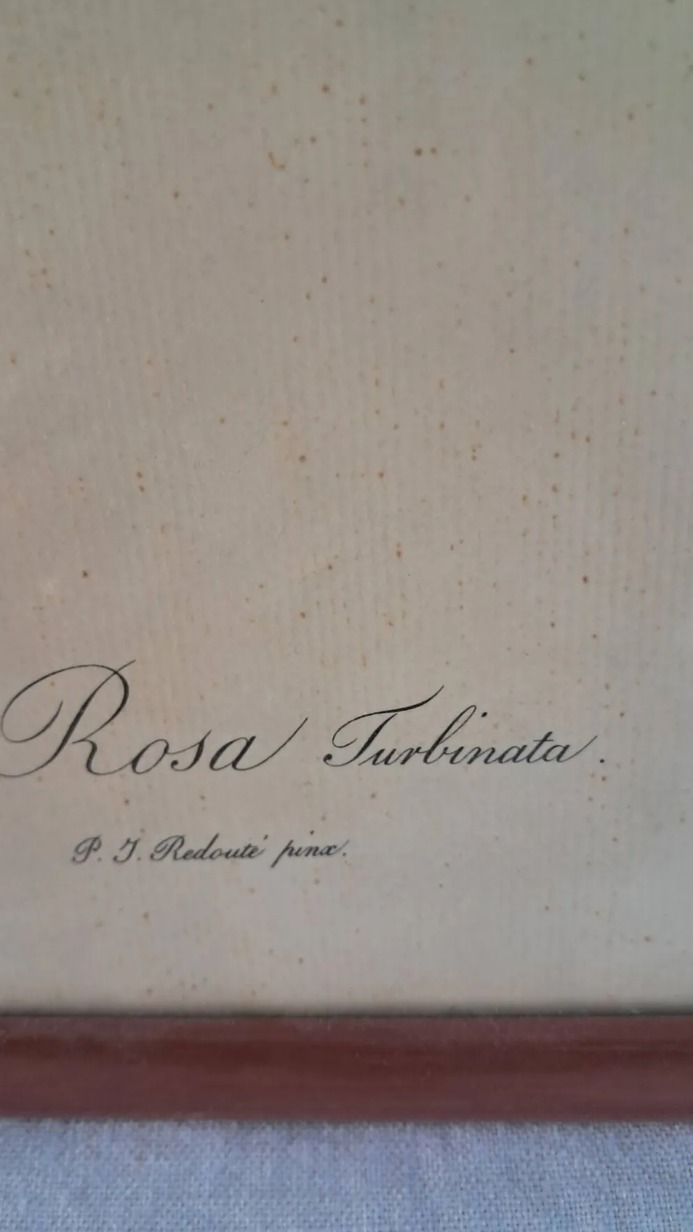 Gravure botanique Rosa Turbinata d'après Redouté — Cadre bois vintage