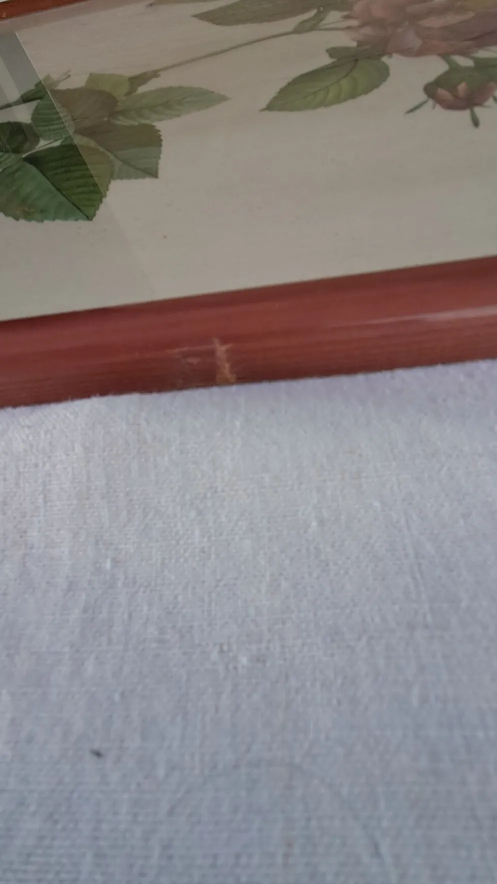 Gravure botanique Rosa Turbinata d'après Redouté — Cadre bois vintage