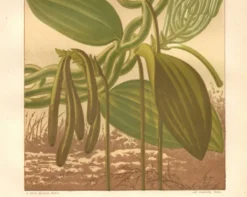 Gravure botanique 1889 - Vanille et orchidée tropicale. Illustration fleur