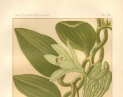 Gravure botanique 1889 - Vanille et orchidée tropicale. Illustration fleur