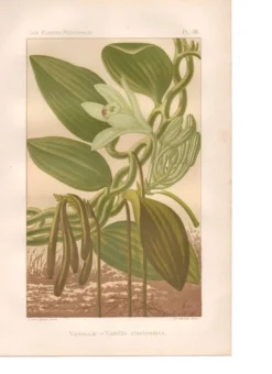 Gravure botanique 1889 - Vanille et orchidée tropicale. Illustration fleur