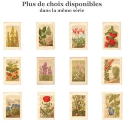 Gravure botanique 1889 - Vanille et orchidée tropicale. Illustration fleur