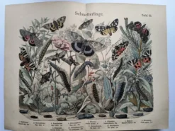 Gravure de 1886 - Papillons d'Europe (4) - Lithographie ancienne, planche