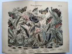 Gravure de 1886 - Papillons d'Europe (4) - Lithographie ancienne, planche