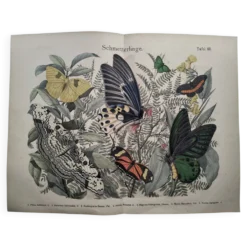 Gravure de 1886 - Papillons tropicaux (3) - Lithographie ancienne, planche
