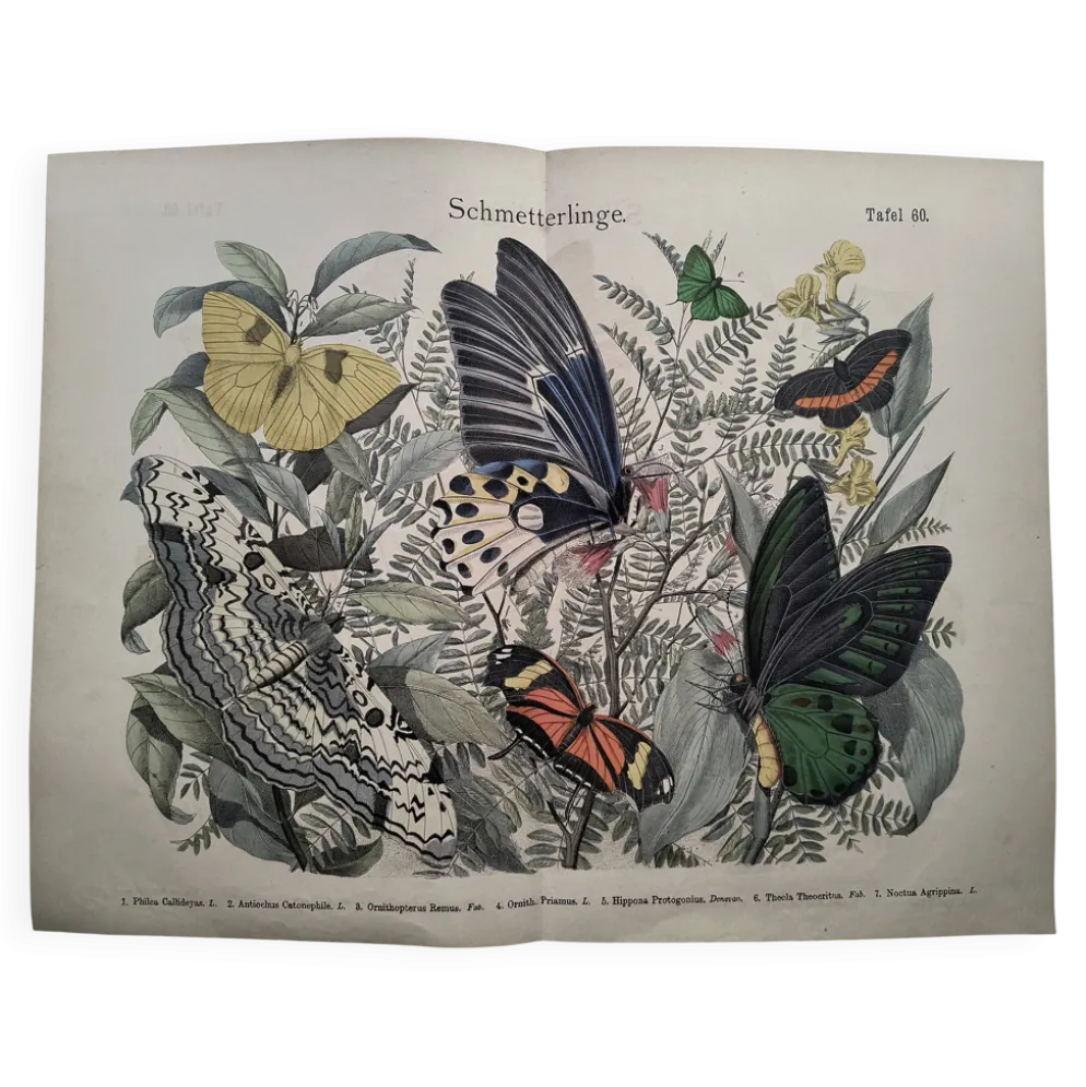 Gravure de 1886 - Papillons tropicaux (3) - Lithographie ancienne, planche