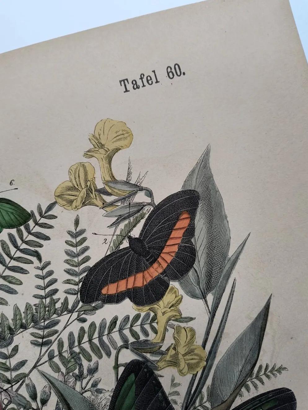 Gravure de 1886 - Papillons tropicaux (3) - Lithographie ancienne, planche